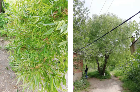 電氣事故引發(fā)加州山火，據(jù)說這個裝置可以避免事故發(fā)生！