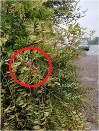 1電氣事故引發(fā)加州山火，據(jù)說這個裝置可以避免事故發(fā)生！